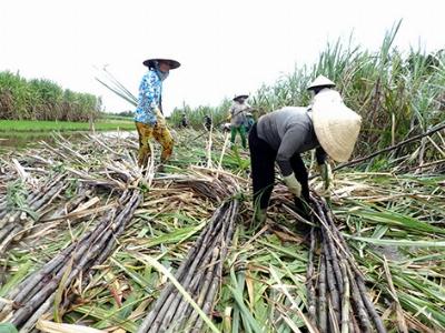 Chuyện thường gặp trước khi vào vụ ép mía