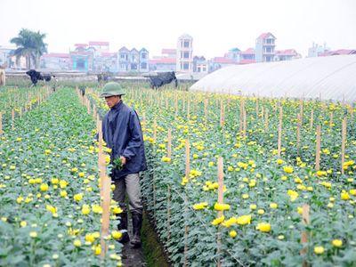 Cá đồng xuất hiện dày đặc, lượng cá đồng xuất hiện dày đặc, đánh bắt cá đồng