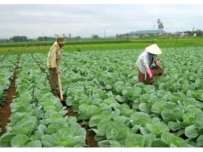 Cay đắng phận trồng rau