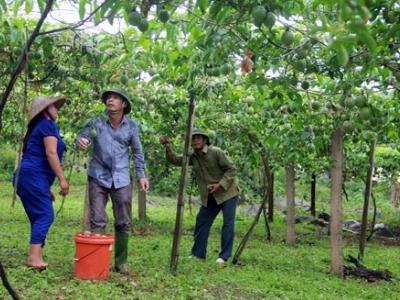 Chanh leo lan rộng cao nguyên Mộc Châu