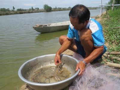 Tôm càng xanh tăng giá