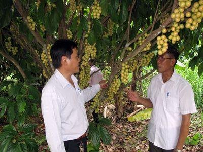 Trồng dâu xen xoài cho thu nhập khá