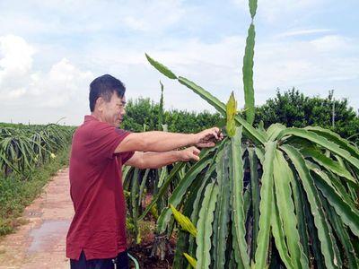 Xây dựng cánh đồng mẫu lớn - Cách làm ấn tượng của Đông Triều