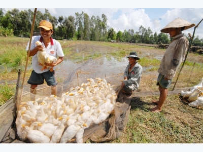 Ứng dụng công nghệ cao trong chăn nuôi