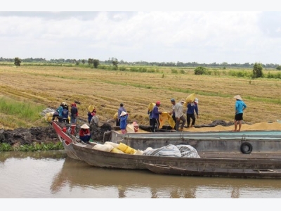 Philippine rice tender win buoys local price