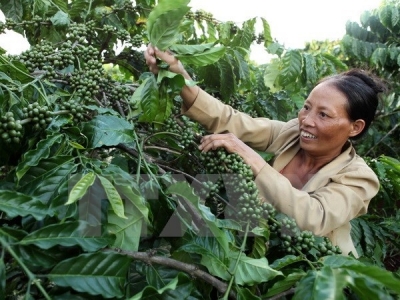 Coffee value to increase despite output dropping