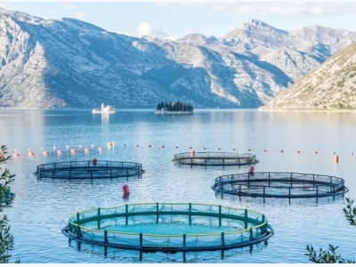 Dangerous or Sustainable? The Truth About Aquaculture