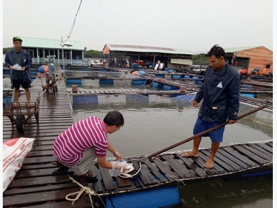 Bà Rịa - Vũng Tàu: Một số giải pháp kỹ thuật nhằm giảm thiệt hại cá lồng bè