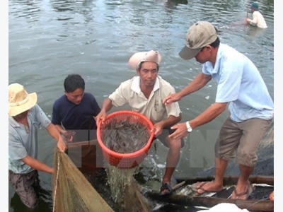 Bac Lieu strives to become centre of shrimp industry