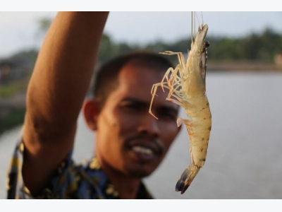 Loans offered to shrimp farmers cooperating with enterprises
