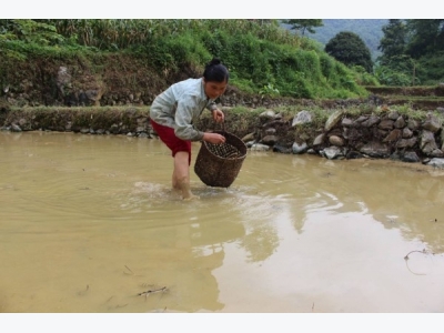 Thu nhập cao từ mô hình kết hợp nuôi cá, ốc trong ruộng lúa