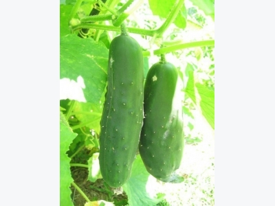 Tips For Growing Cucumbers