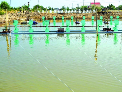 EVN SPC provides energy-saving solutions for shrimp farmers