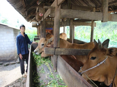 Vua bò người Mông trên cao nguyên đá