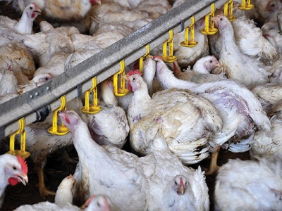 Holistic approach to feeding heat-stressed broilers