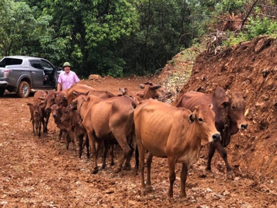 Hoa Binh: Man gets rich by farming