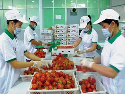 Vietnamese help Thai businesses sell fruit to China