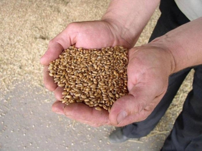 Study: Whole grains improve broiler feed efficiency