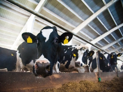 Novel oilseed by-product may boost protein in dairy cattle diets