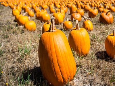 7 Tips for Finding the Perfect Pumpkin