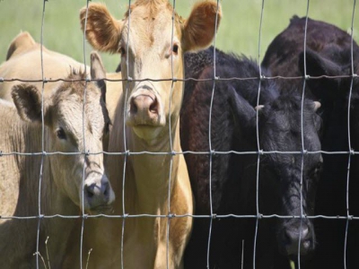 Injectable trace minerals may improve mineral status of beef heifers