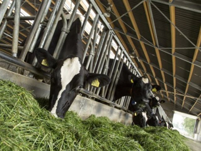 Lallemand offers tips to avoid fall slump in dairy cow production