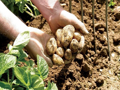 Climate, soil and potatoes