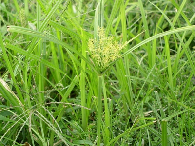 Coping with nutsedge