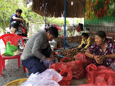 Mangosteen crop of 2018 well yield, well pricing