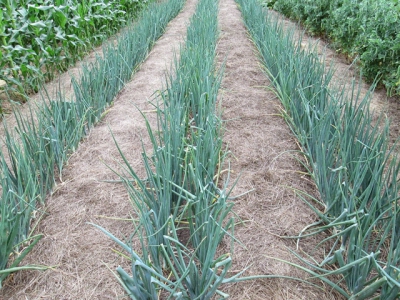 Direct seeding for onions