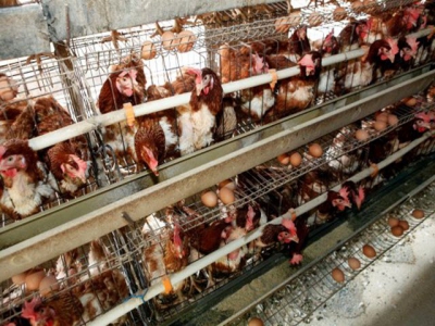 Reasons for buying animal welfare friendly eggs researched