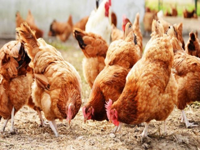 Study delves into free-range poultry production