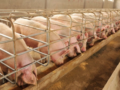 Study: Porcine plasma boosts litter performance in mature sows