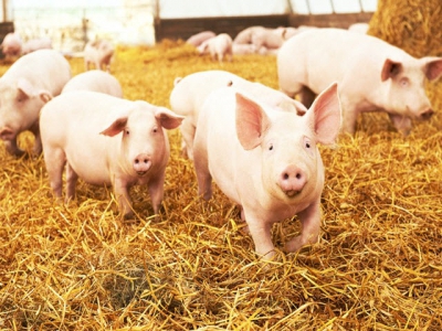 Fermented wheat, enzyme use may boost piglet feed digestibility