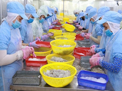 Shrimp value chain for sustainable development