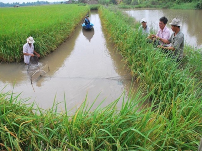 Mekong Delta promotes eco-shrimp farming