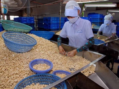 EVFTA to boost cashew sector