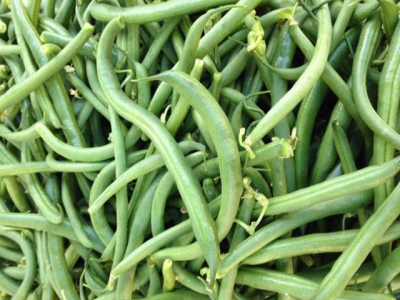 Bean management as it affects harvesting