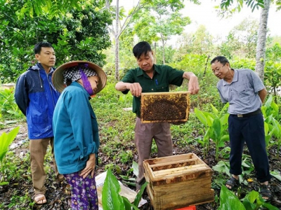 Nuôi ong nội theo hướng VietGAHP