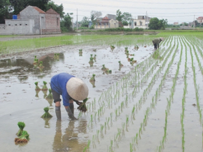 Nhanh tay gieo cấy lúa mùa