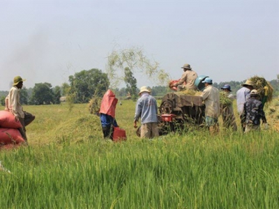 Rice exports face tough time amid huge global supply