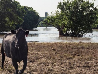 Examine cattle for signs of foot rot