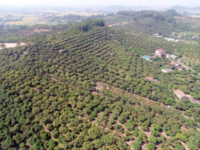 Over 100 ha of fruit trees in Tan Yen qualified as VietGAP standard