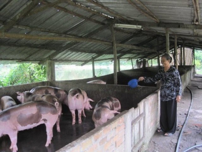 Farmers to get financial support for culled pigs