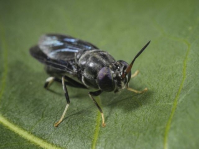 Netherlands moves forward on insects as feed research