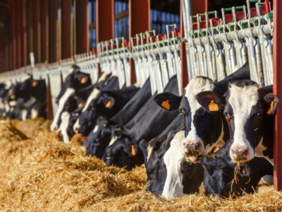 Making dairy cow stall beds more comfortable