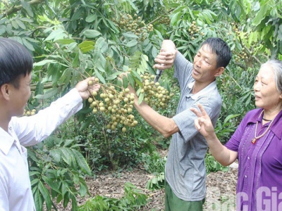 Longan yields over 20,000 tonnes