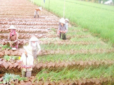 Rice cultivation shows uncertainties