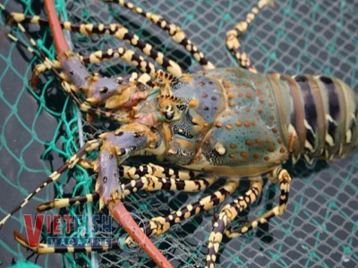 China tightens control border-trade, making seafood exports entangled.