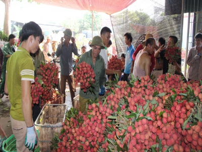 Lychee prices in Luc Ngan hit record high